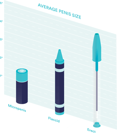 How Size Penis