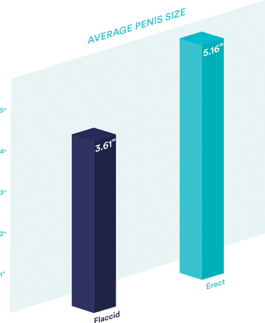 Average Penis Size in America